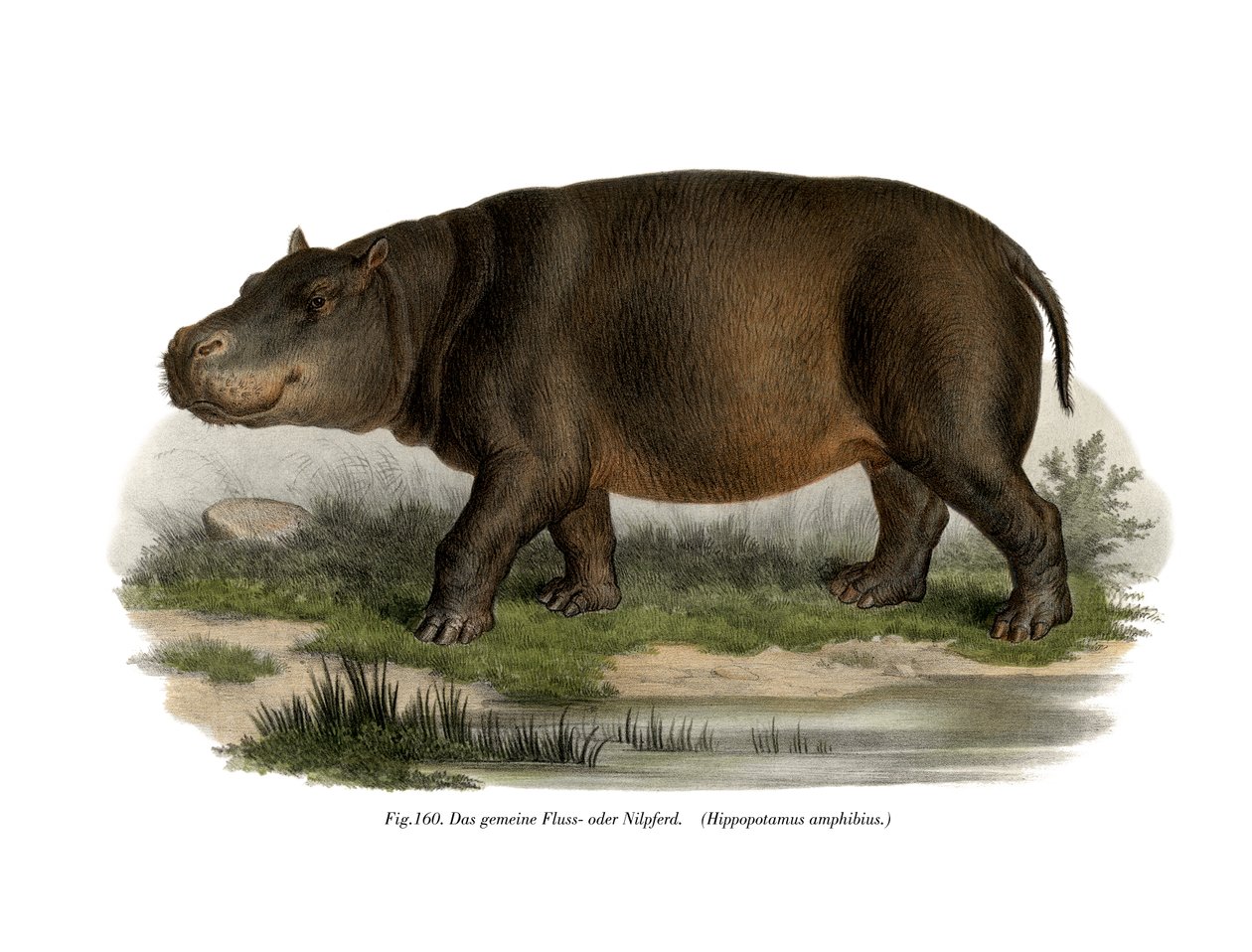 Hipopótamo, 1860 de German School