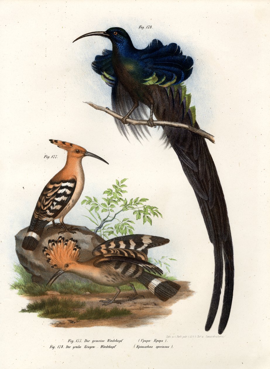 Poupa, 1864 de German School