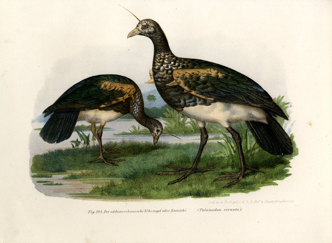 Gritador com chifres, 1864 de German School