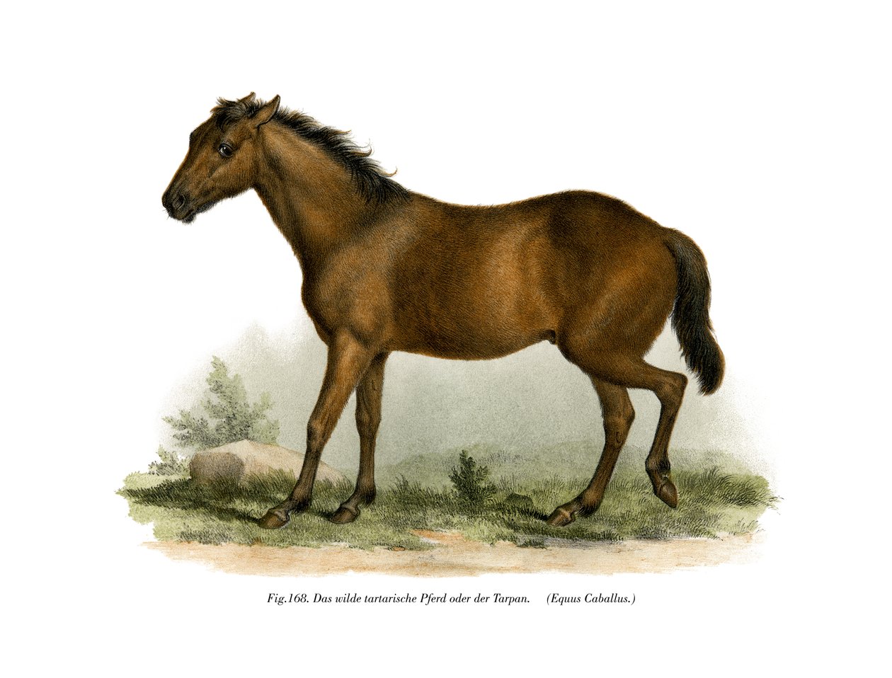 Cavalo, 1860 de German School