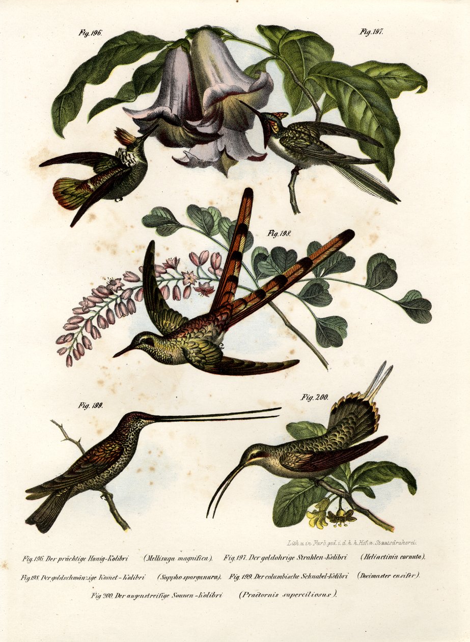 Beija-flor, 1864 de German School