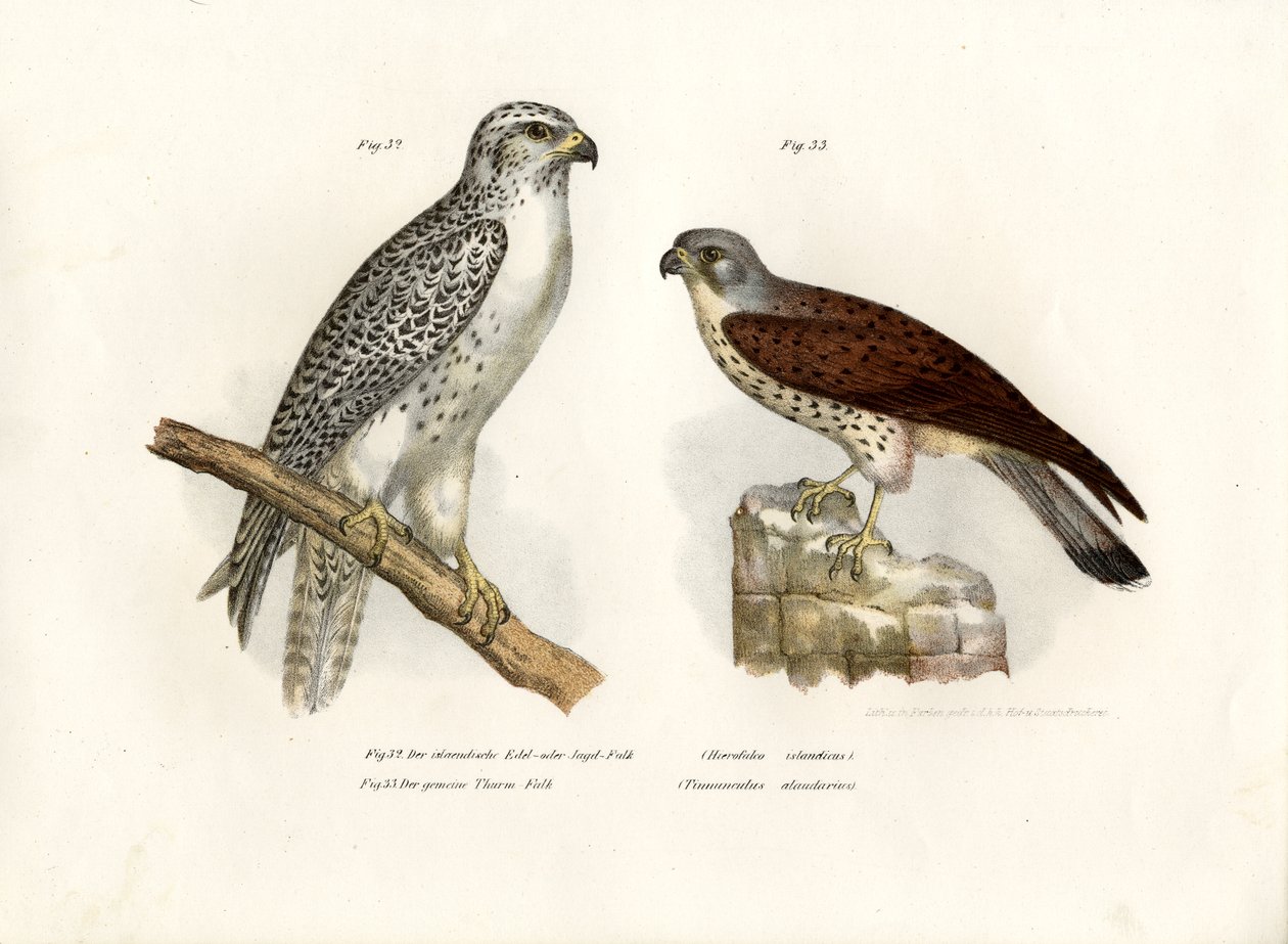 Falcão-gerifalte islandês, 1864 de German School