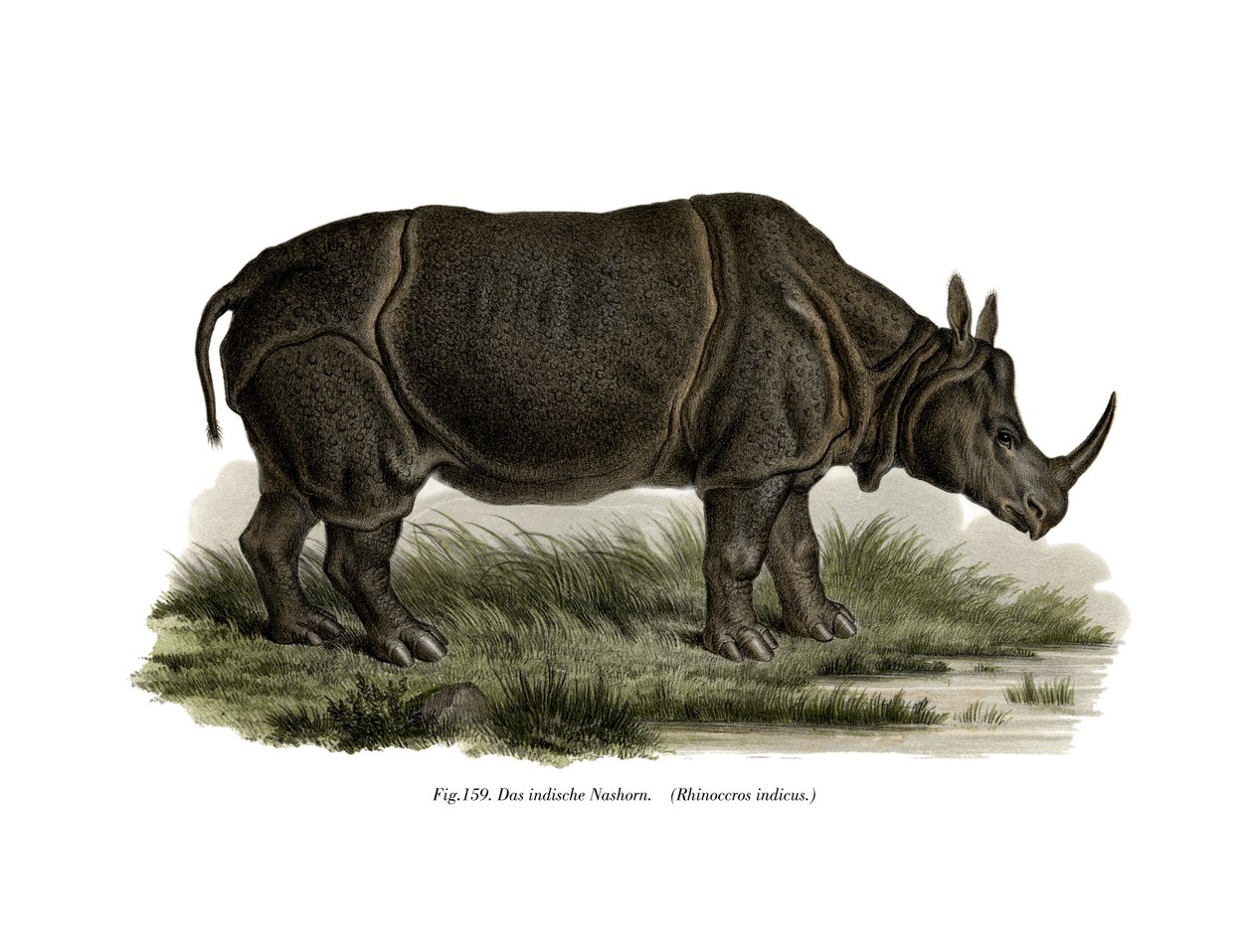 Rinoceronte indiano, 1860 de German School