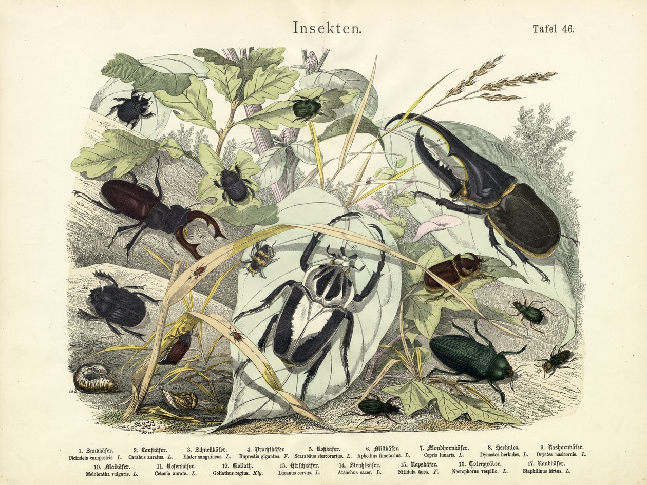Insetos, c.1860 de German School