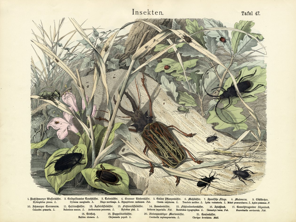 Insetos, c.1860 de German School