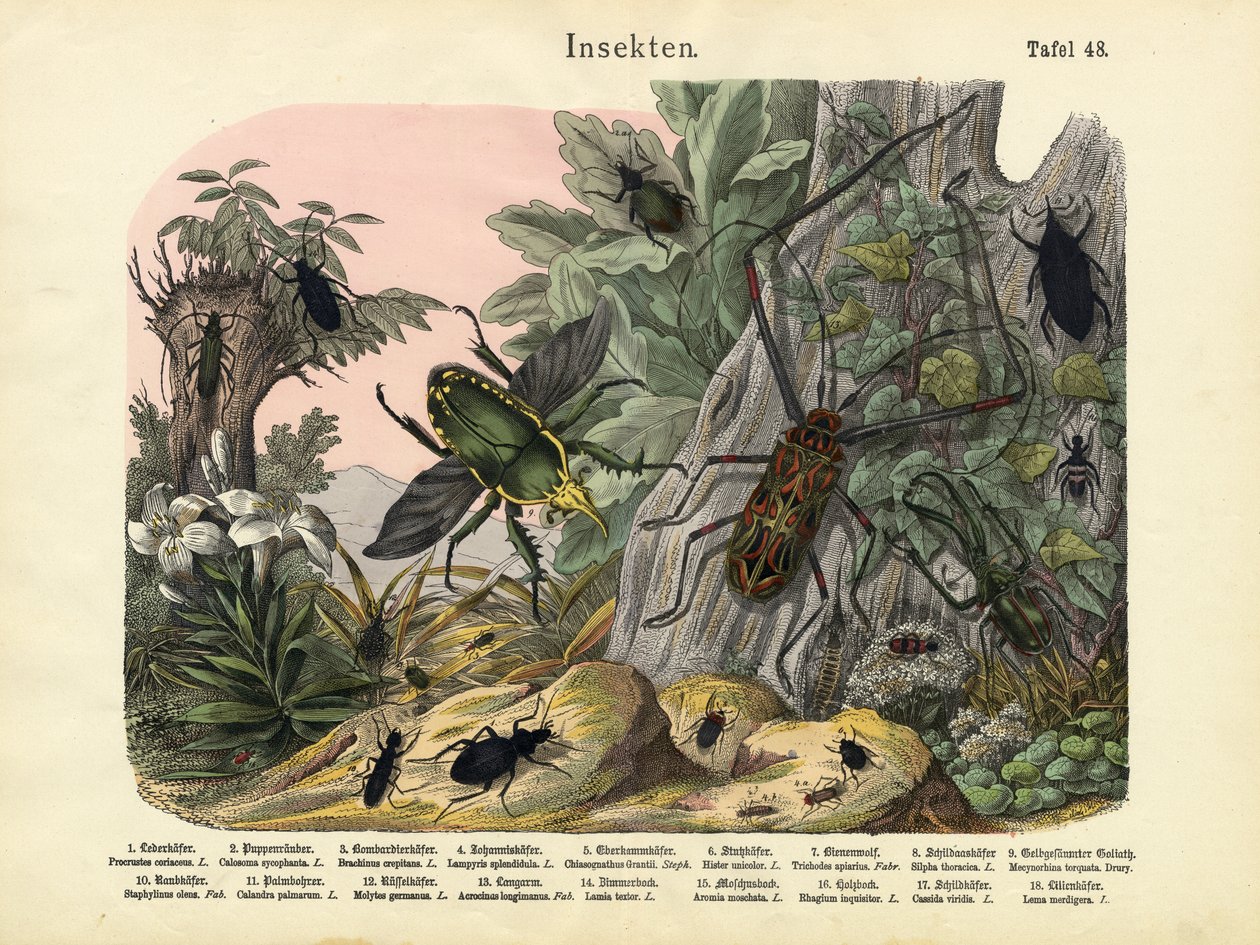 Insetos, c.1860 de German School