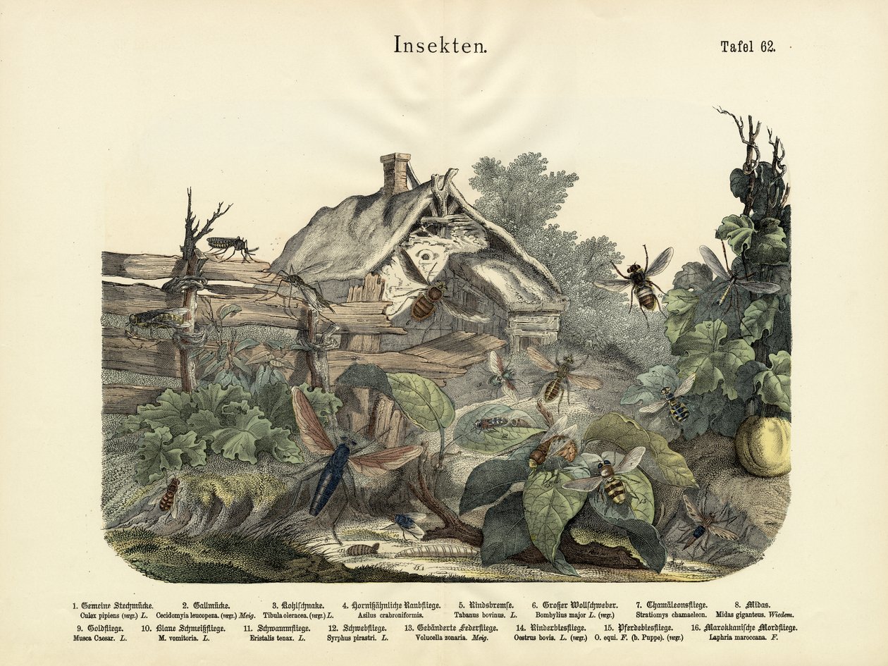 Insetos, c.1860 de German School