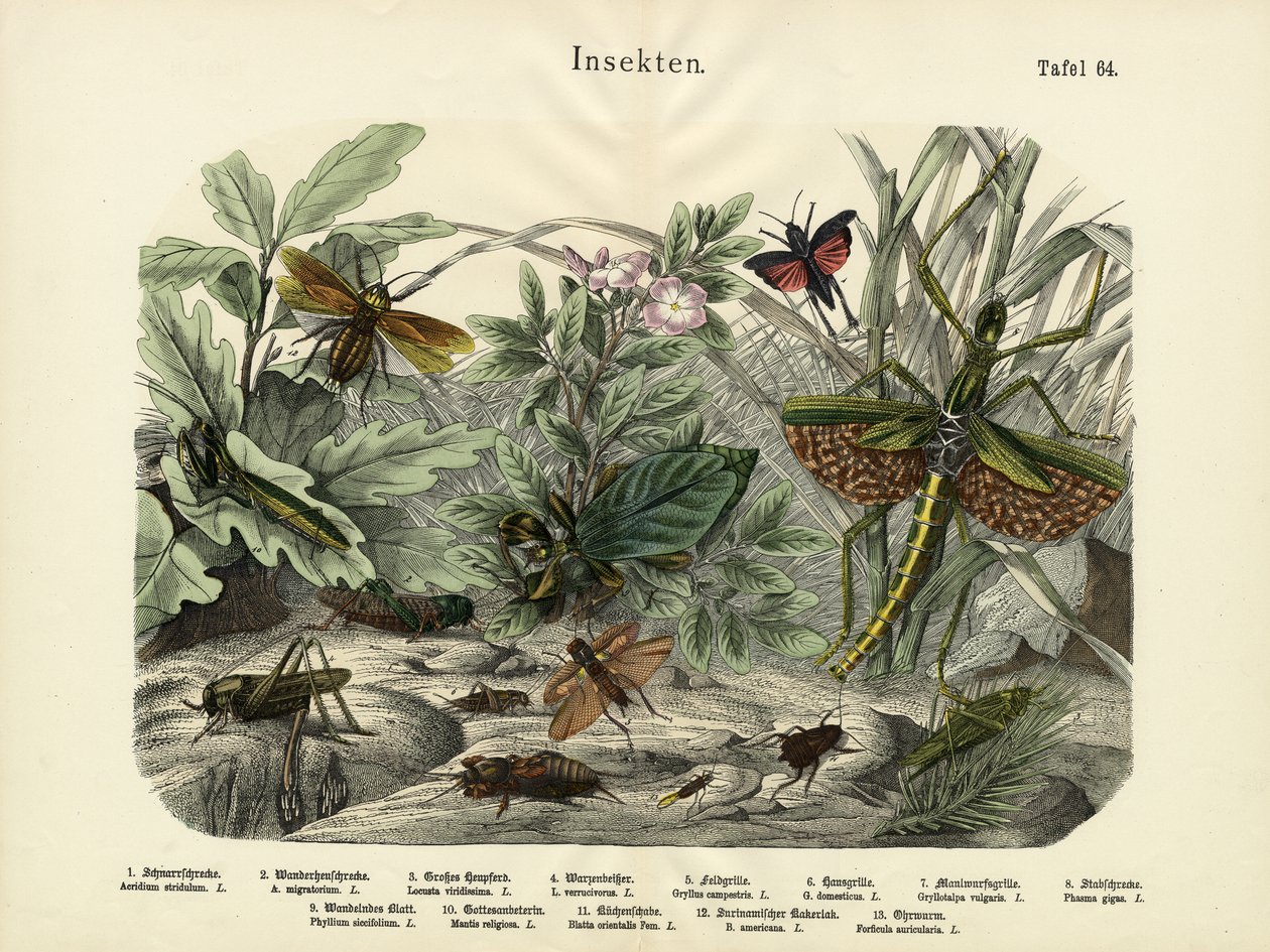 Insetos, c.1860 de German School