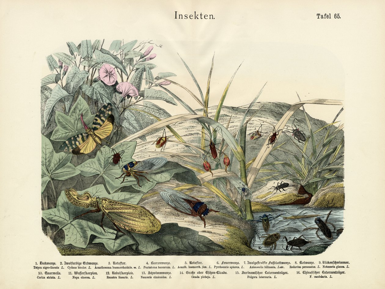 Insetos, c.1860 de German School