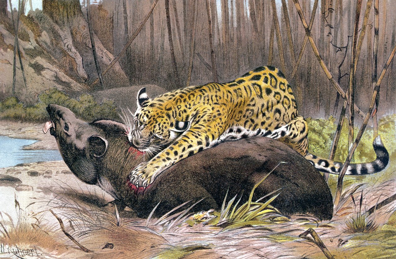 Jaguar, registro de Brehms Tierleben: Allgemeine Kunde des Tierreichs, volume 1, p.494, publicado pelo Bibliographisches Institut, 1890 de German School