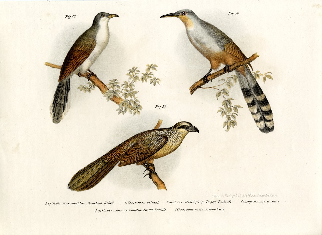 Cuco de lagarto jamaicano, 1864 de German School