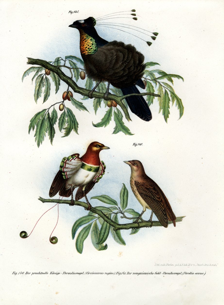 Rei Pássaro do Paraíso, 1864 de German School