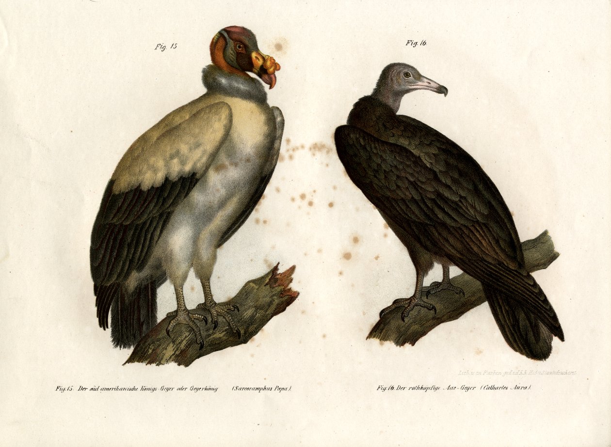 Rei Abutre, 1864 de German School