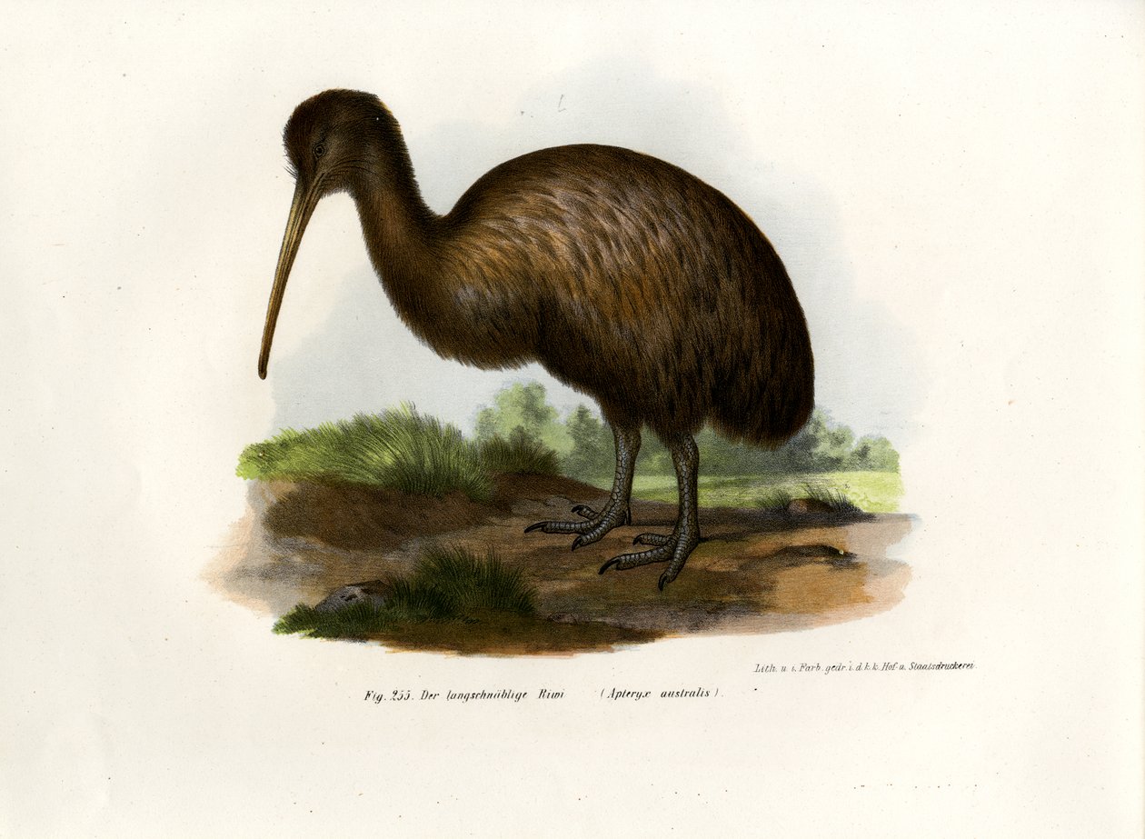 Kiwi, 1864 de German School