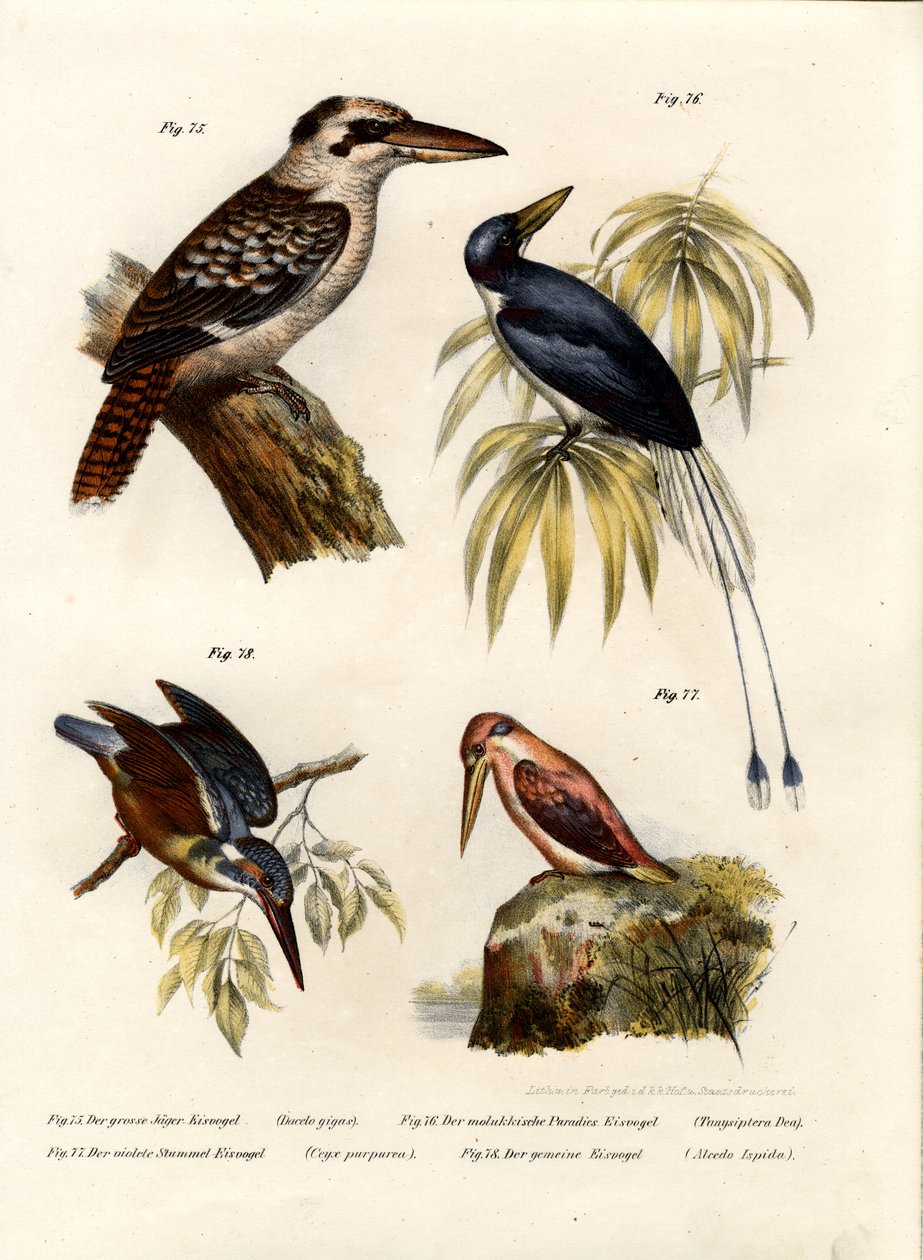 Kookaburra, 1864 de German School