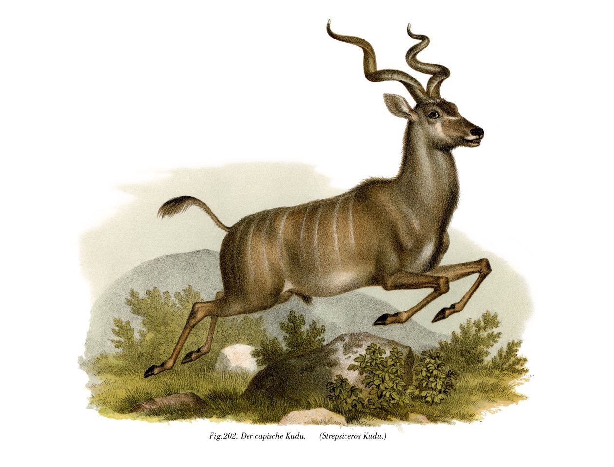 Kudu, 1860 de German School