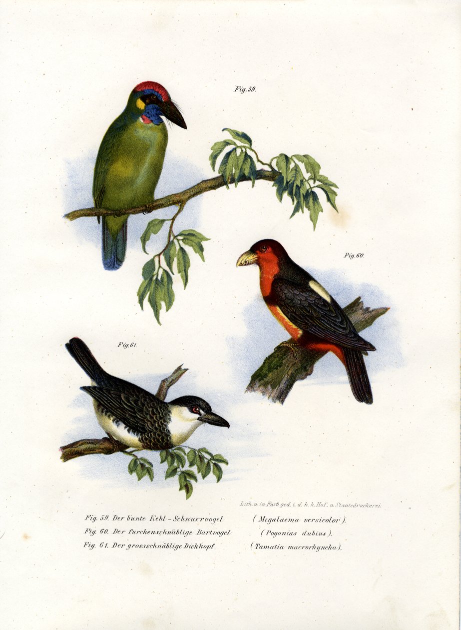 Barbet Verde Grande, 1864 de German School