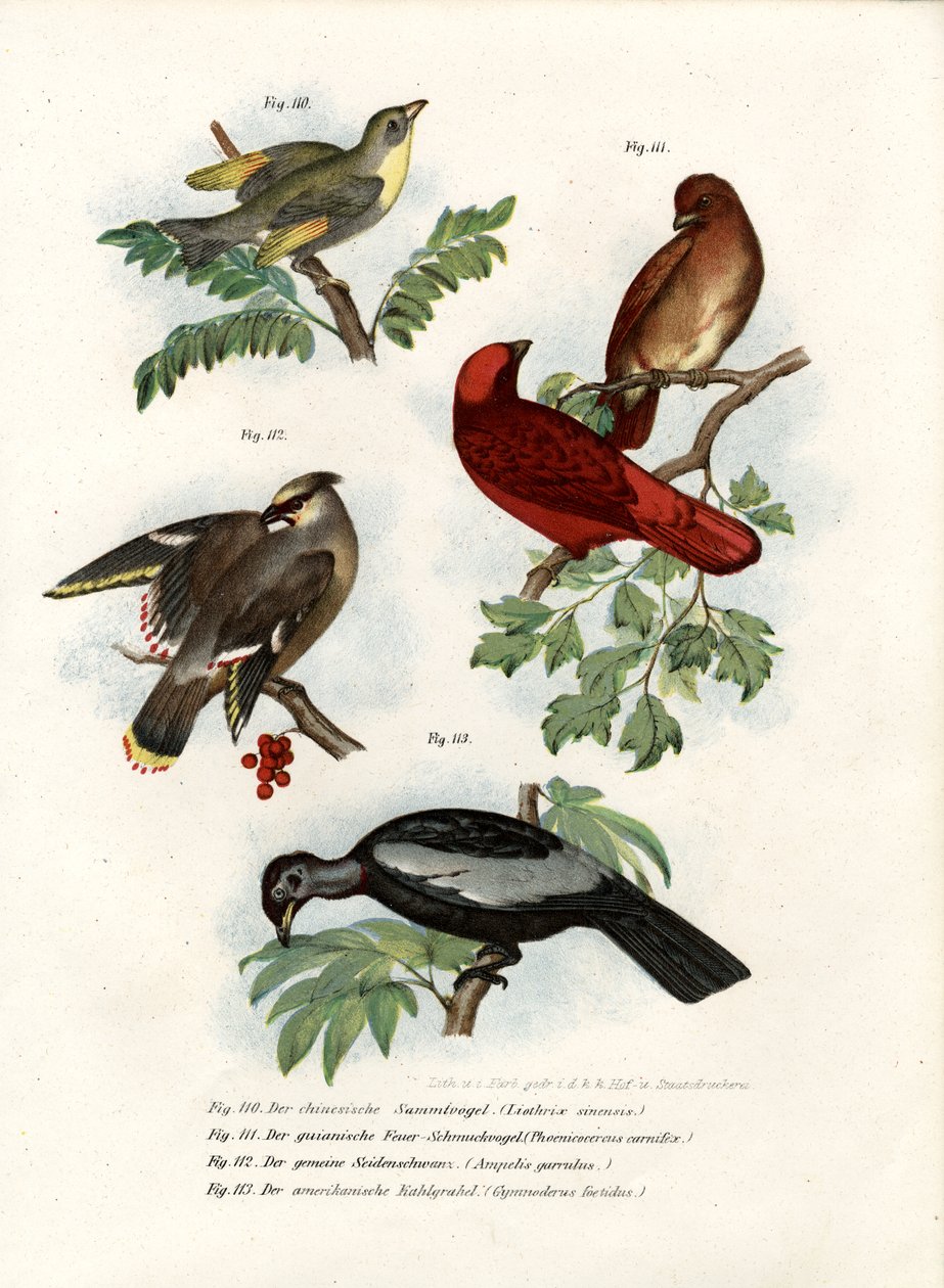 Pássaro Leiothrix, 1864 de German School