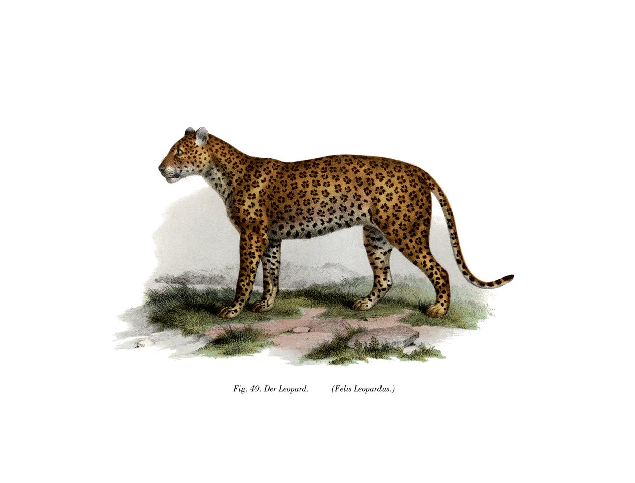 Leopardo, 1860 de German School