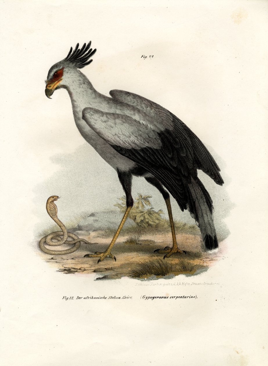 Pássaro Raptorial de pernas longas, 1864 de German School