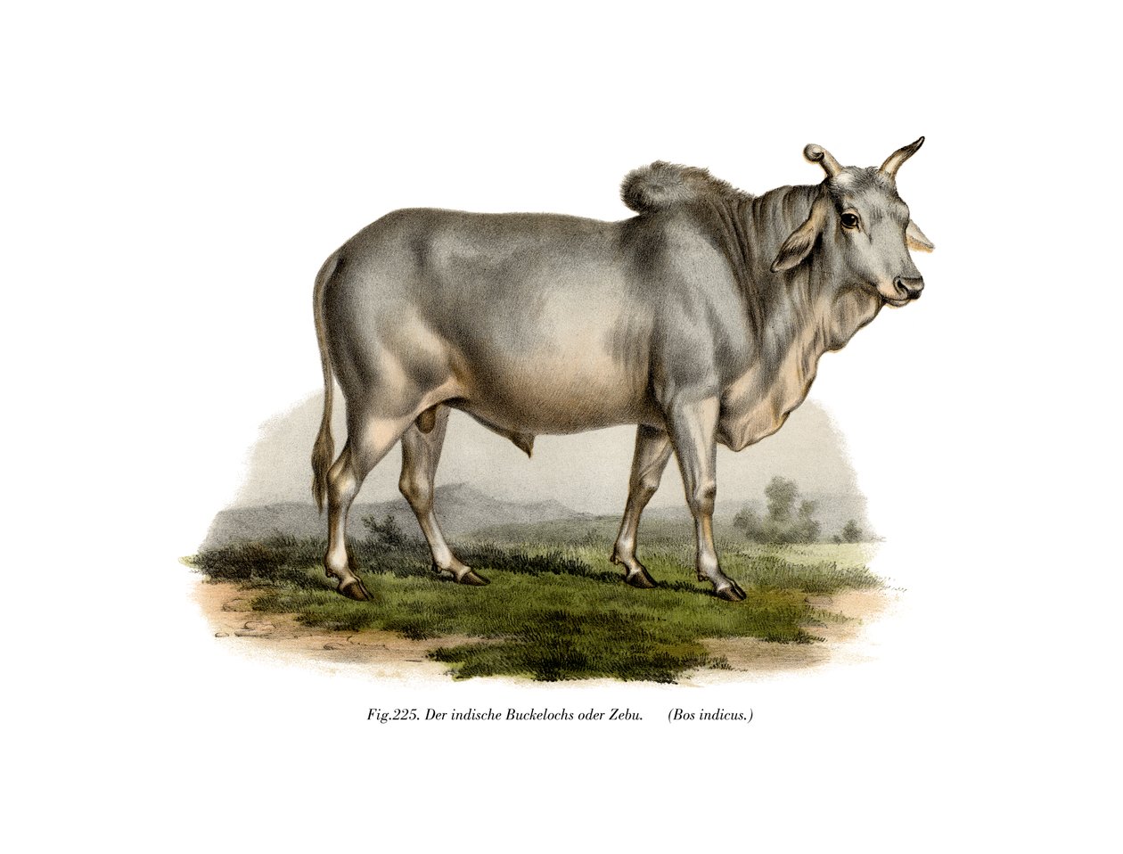 Vaca Zebu Mali, 1860 de German School