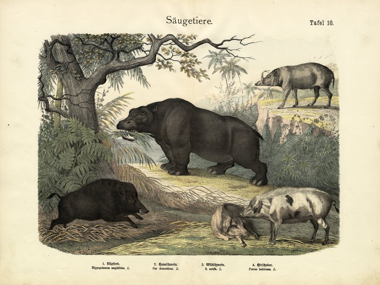 Mamíferos, c.1860 de German School