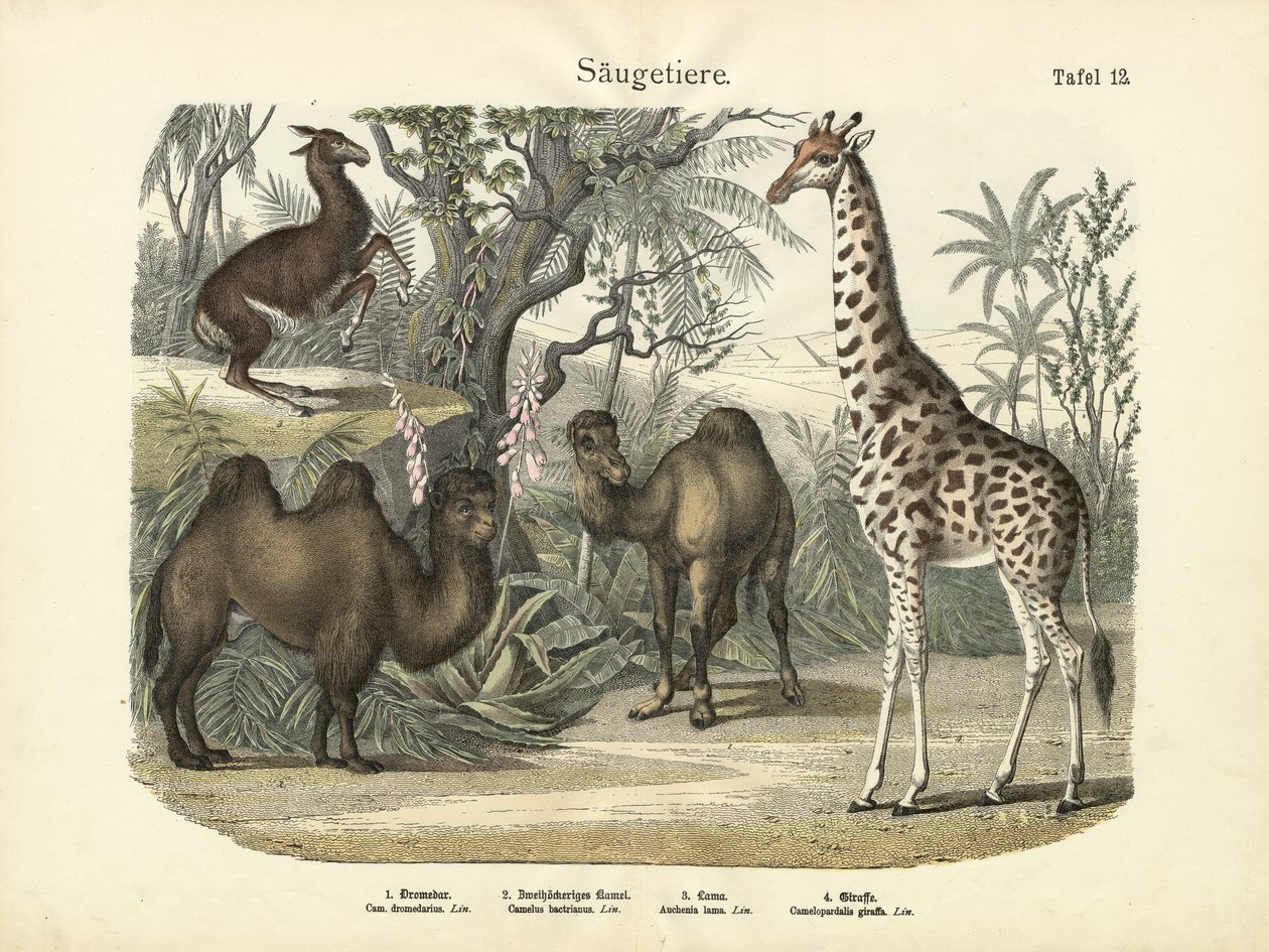 Mamíferos, c.1860 de German School