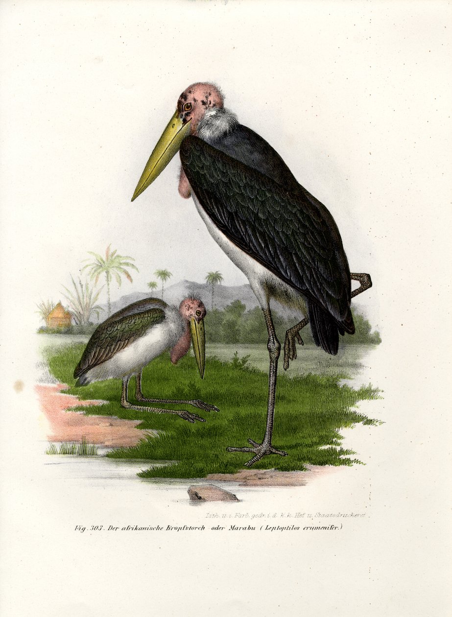 Marabu, 1864 de German School