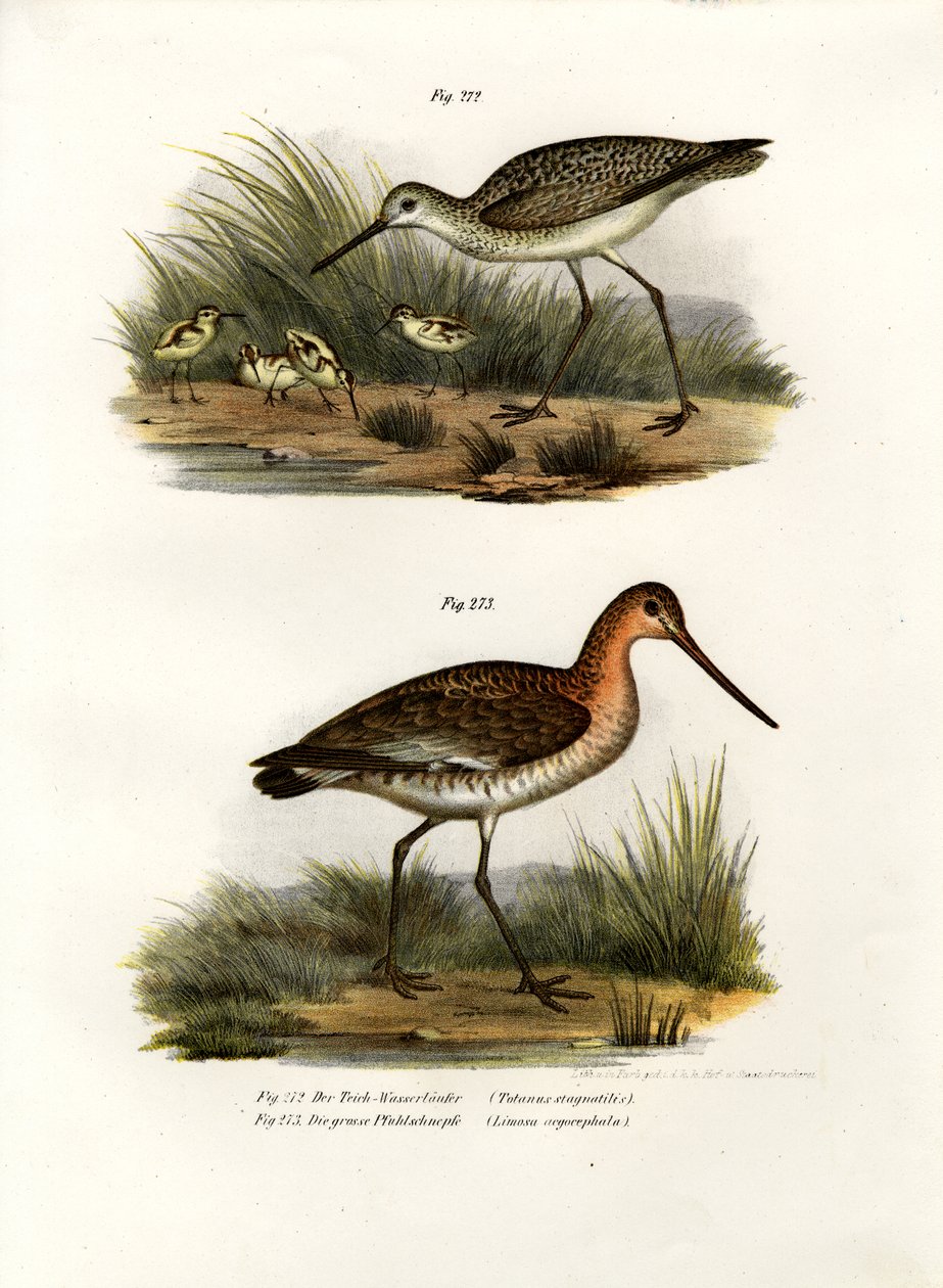 Marsh Sandpiper, 1864 de German School