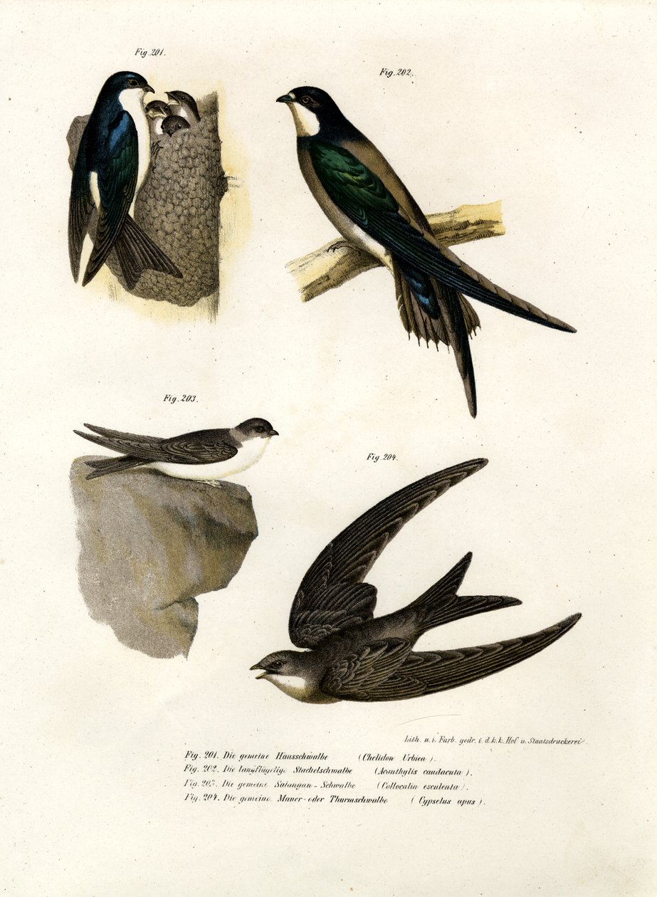 Martin, 1864 de German School