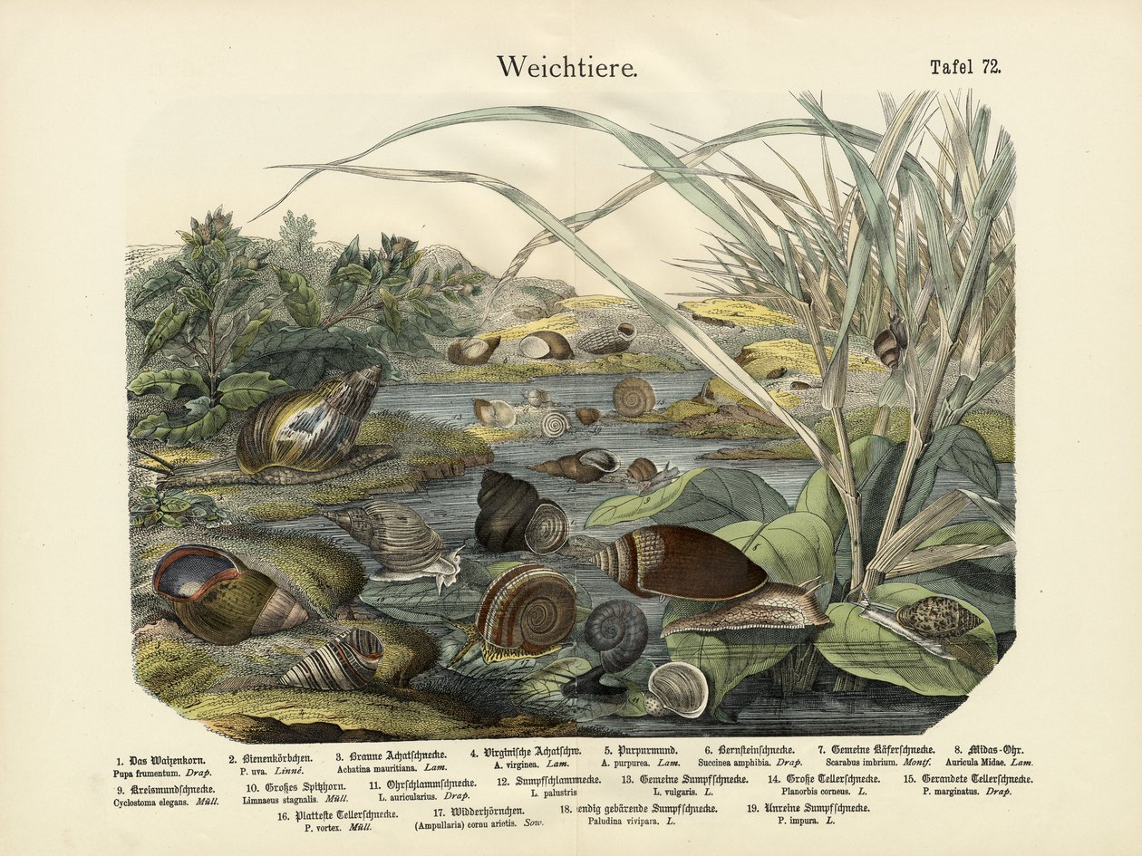Moluscos, c.1860 de German School