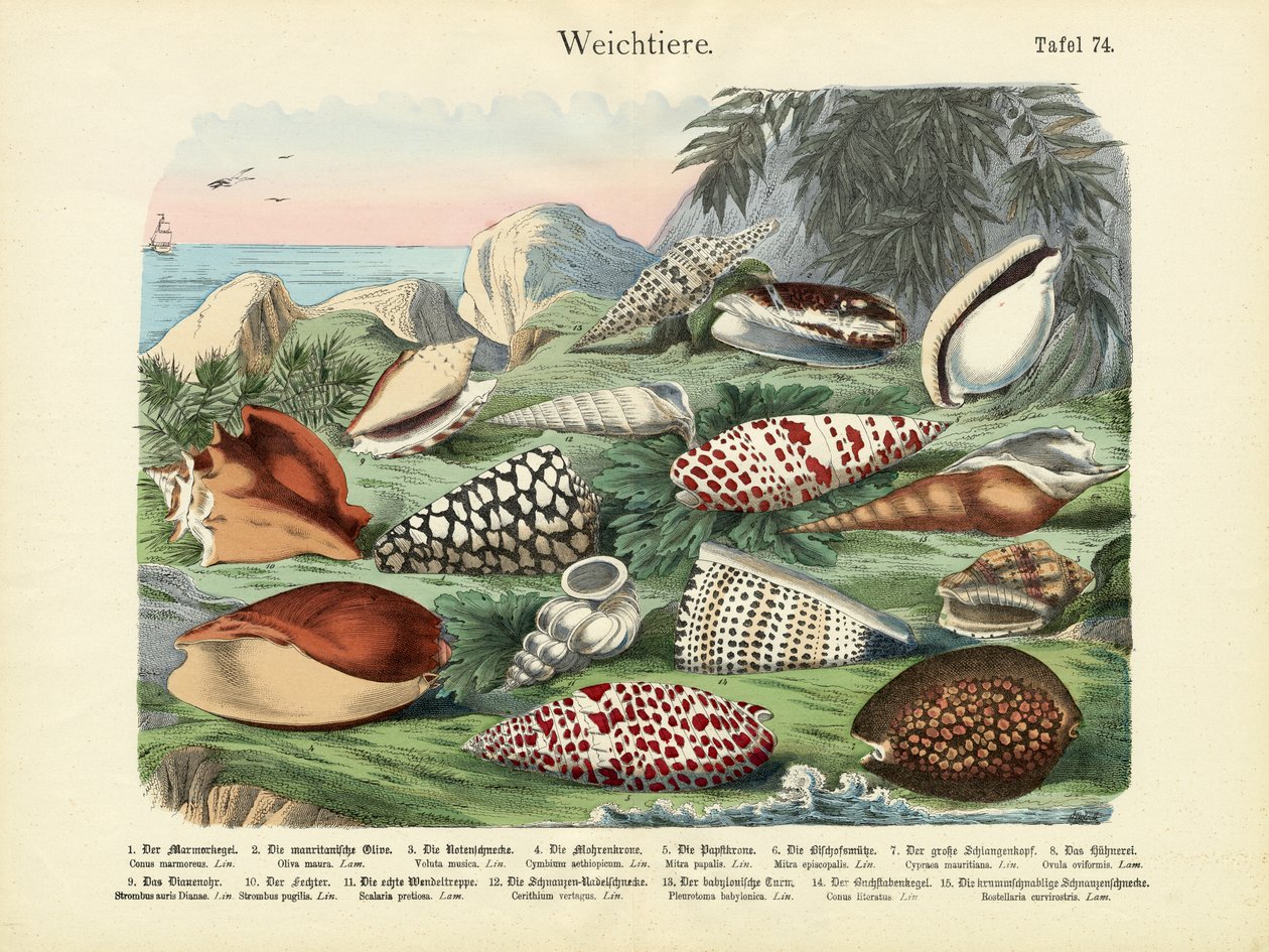 Moluscos, c.1860 de German School