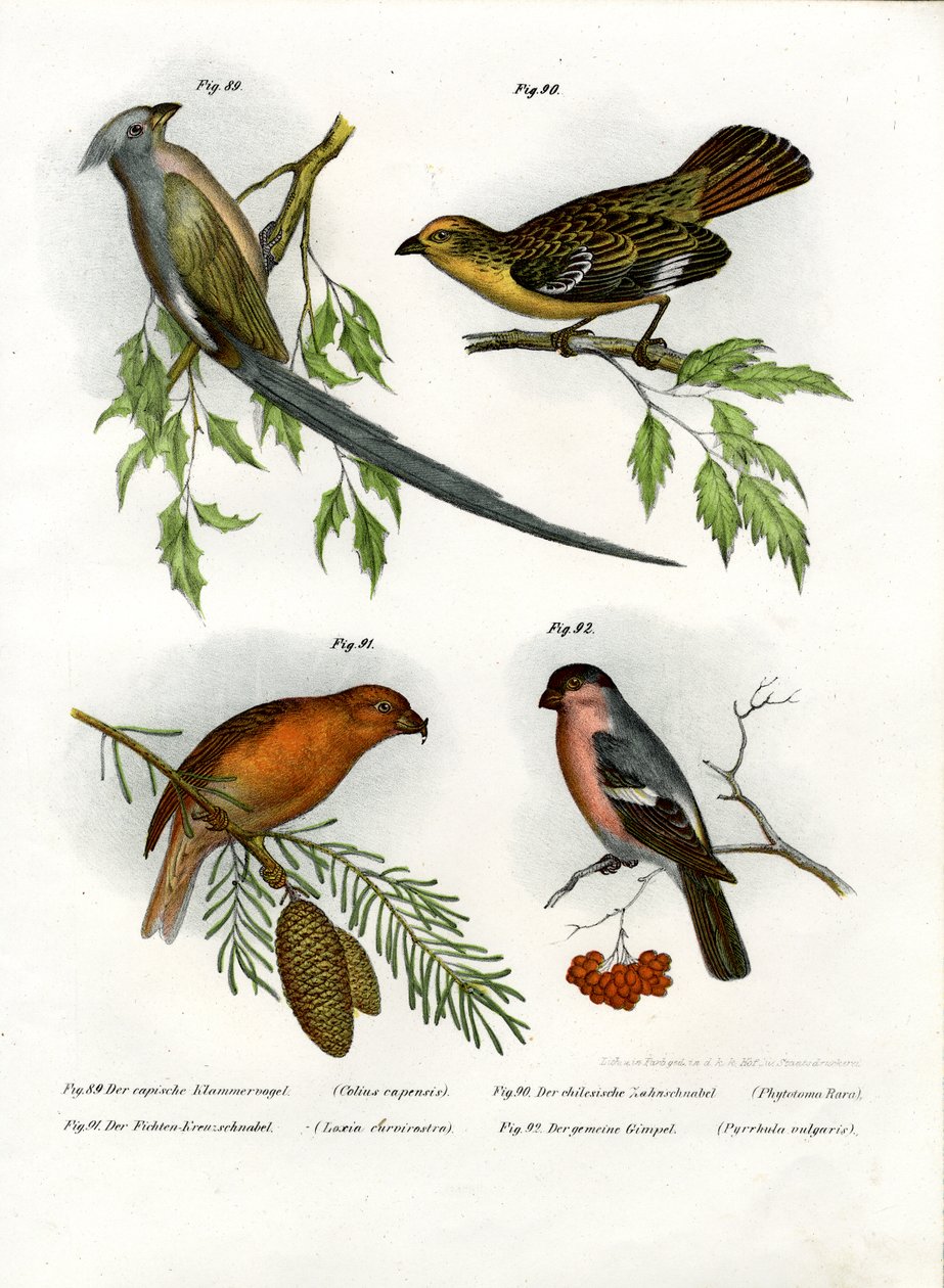Mousebird, 1864 de German School
