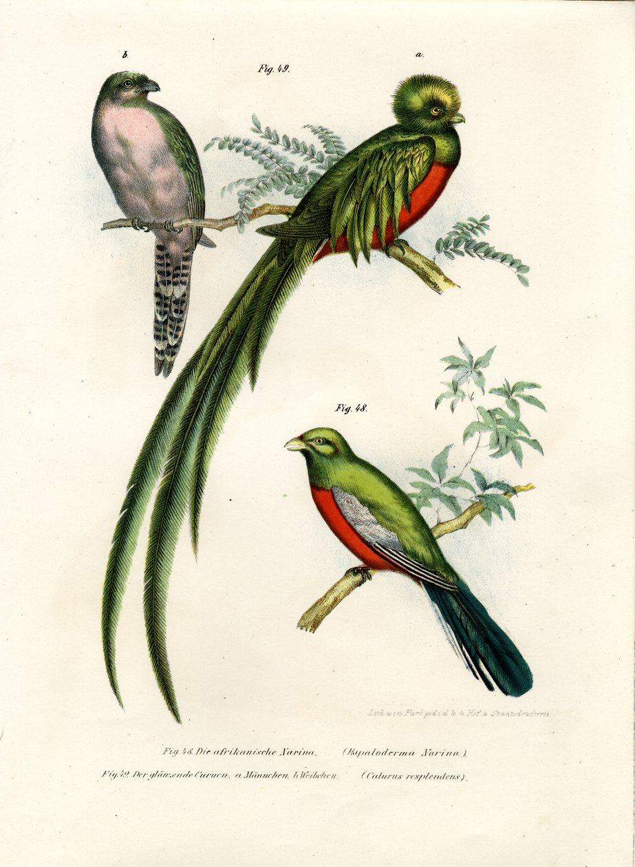 Narina Trogon, 1864  de German School