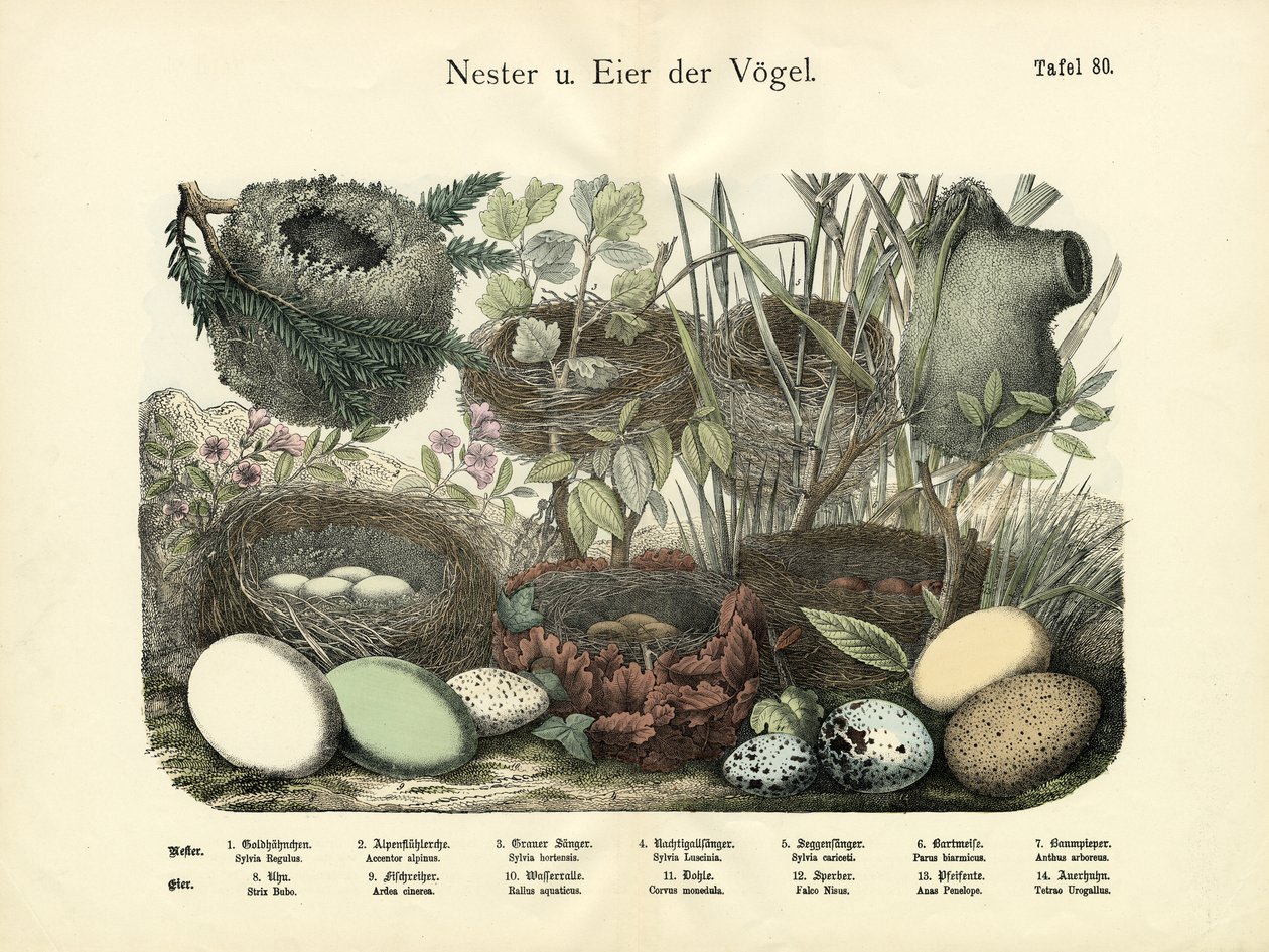 Ninhos e Ovos, c.1860 de German School