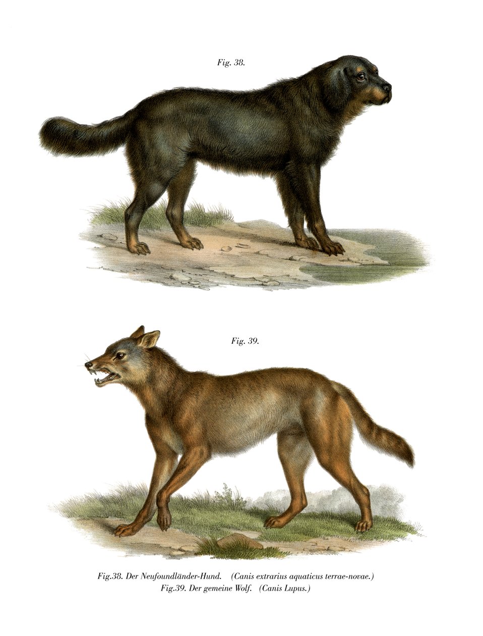 Cão da Terra Nova, 1860 de German School