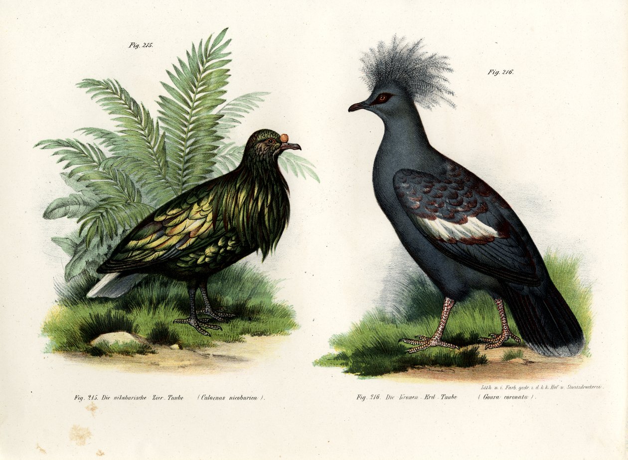 Pombo de Nicobar, 1864 de German School