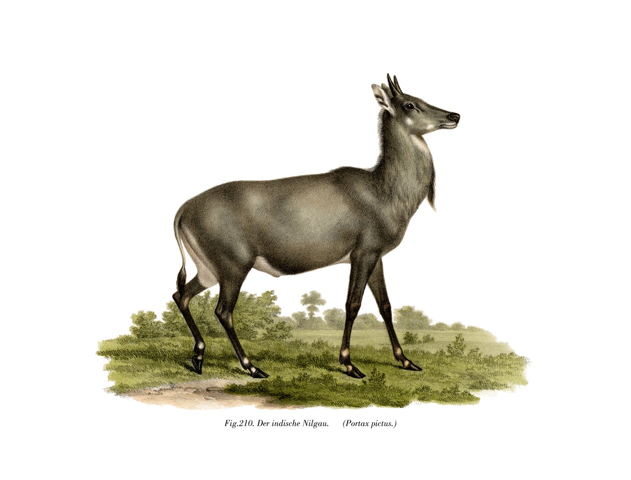 Nilgai, 1860 de German School