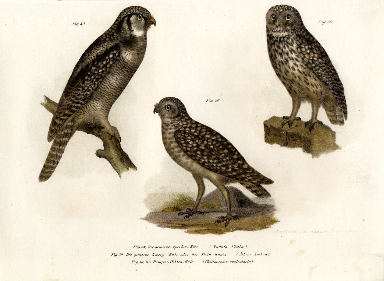 Coruja-do-norte, 1864 de German School