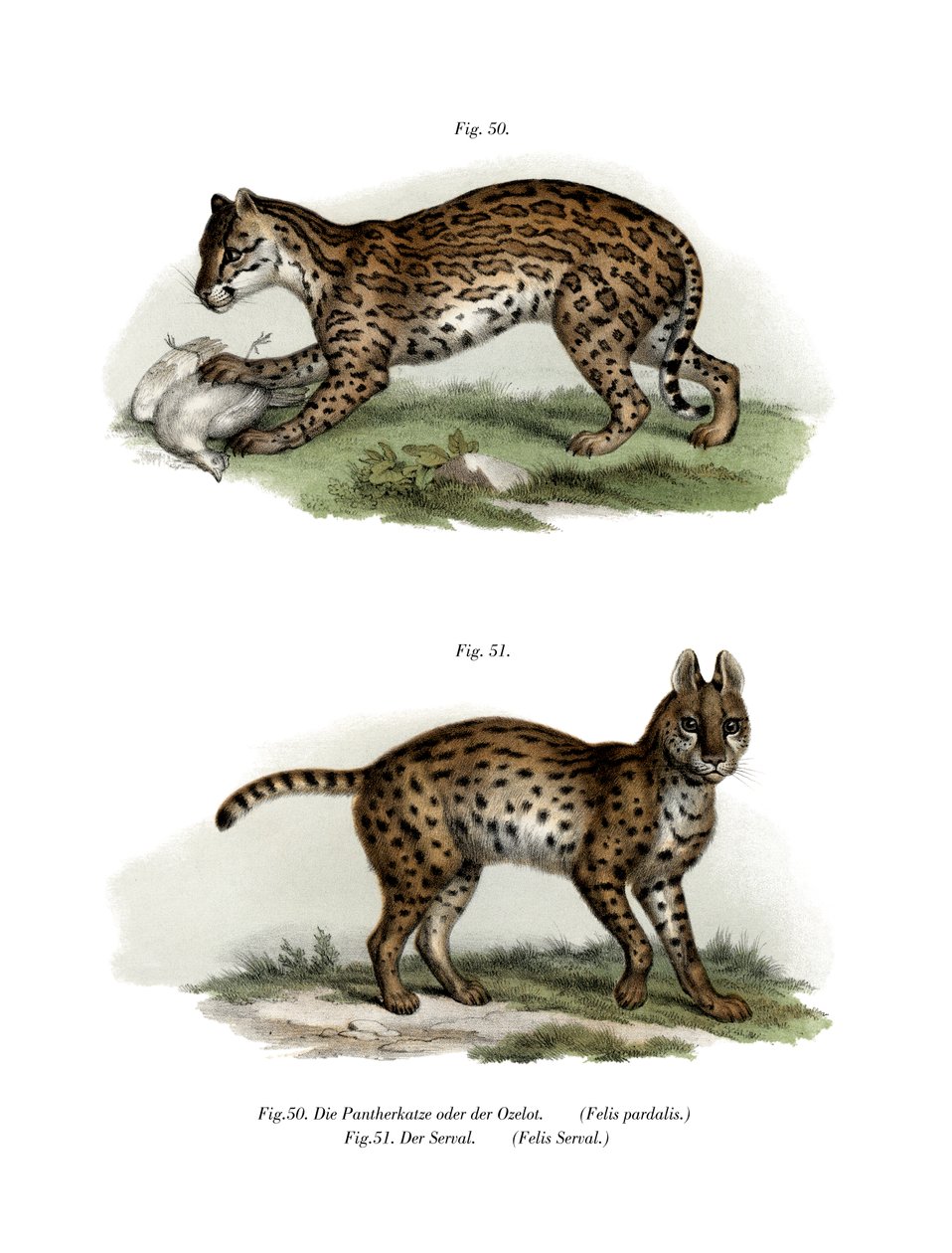Ocelot, 1860 de German School