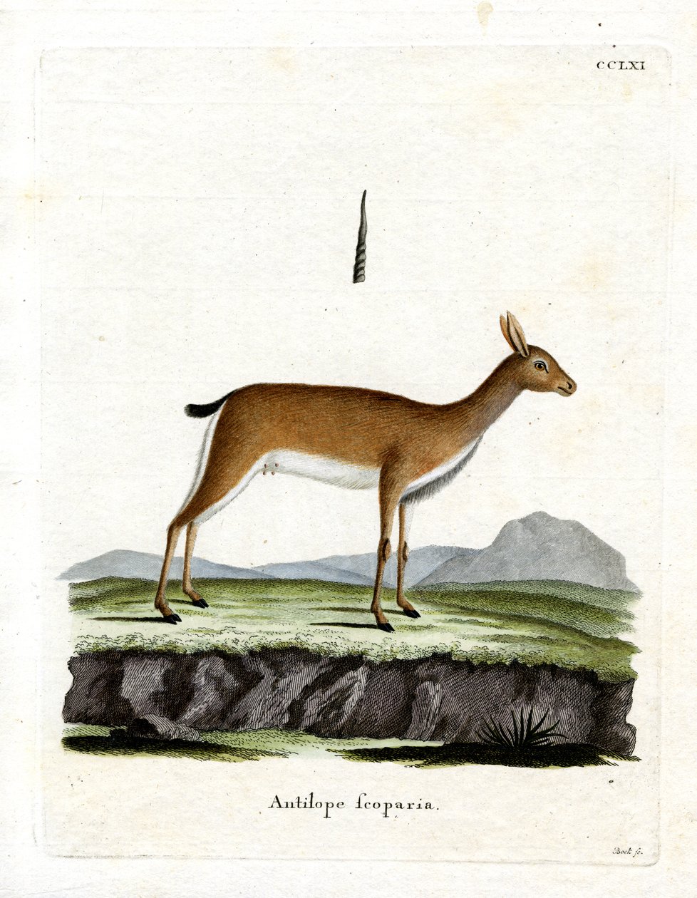 Oribi de German School