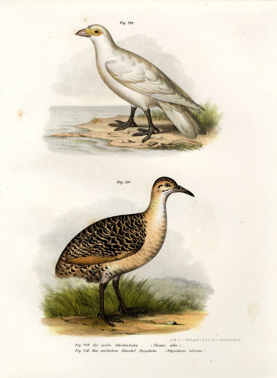 Sheatbill de rosto pálido, 1864 de German School