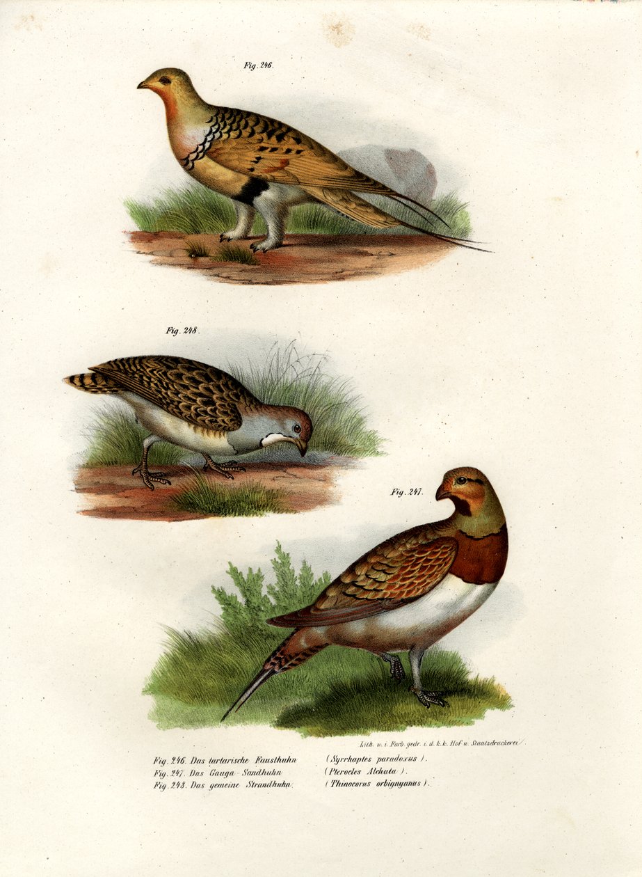Pallas Sandgrouse, 1864 de German School