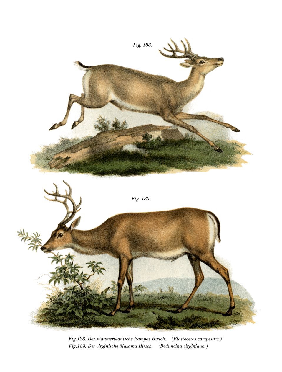 Veados Pampas, 1860 de German School