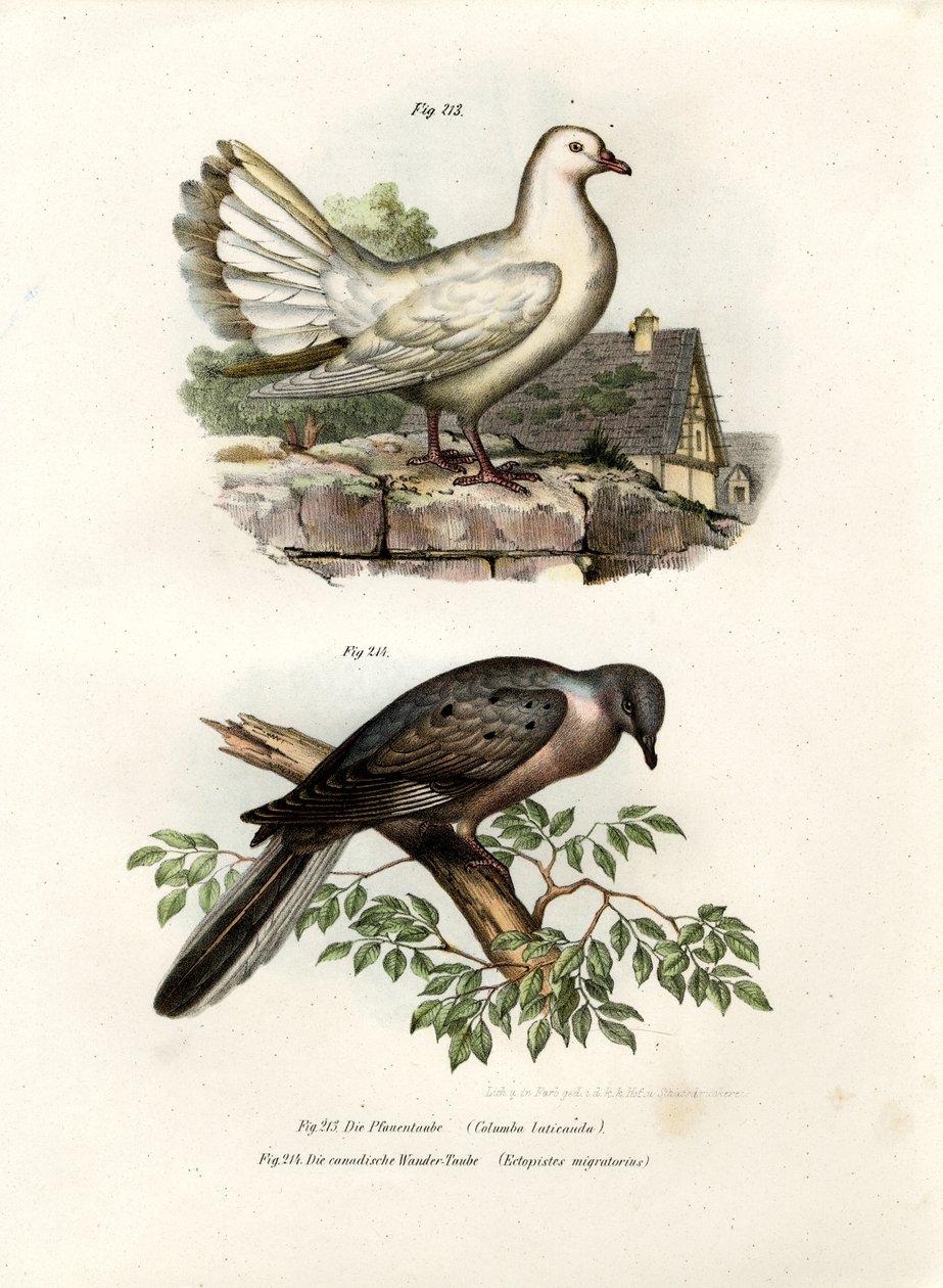 Pombo do pavão, 1864 de German School