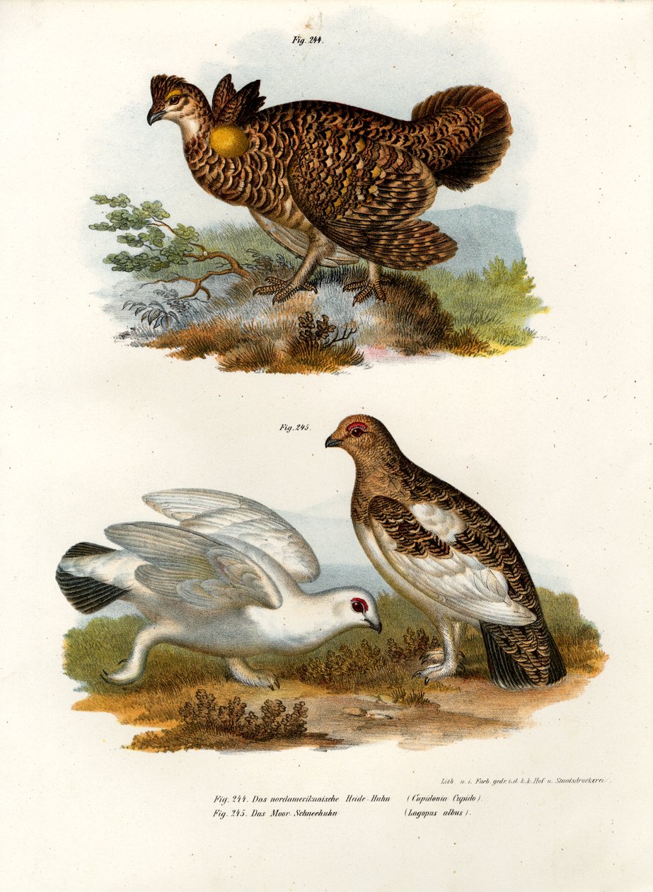 Grouse Pinada, 1864 de German School