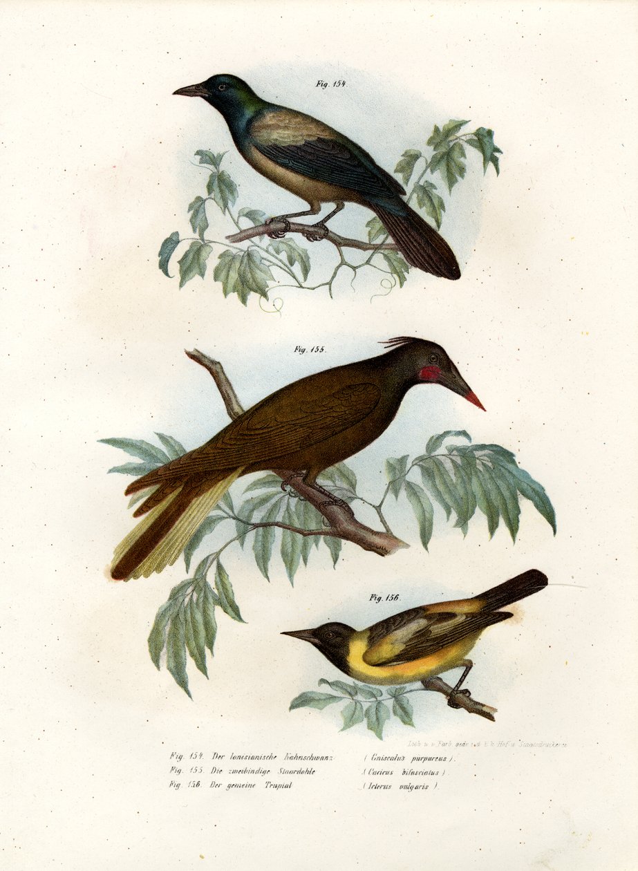 Grakle Roxo, 1864 de German School