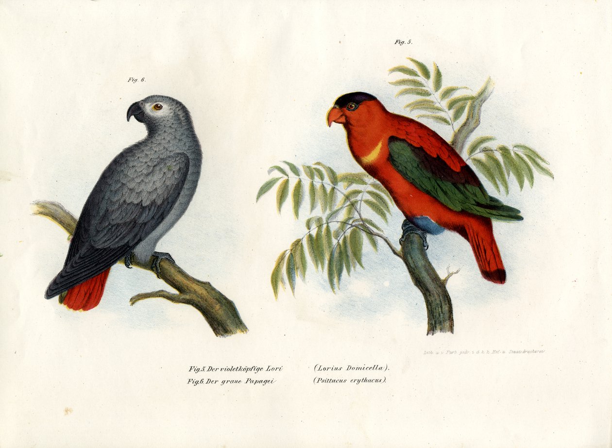 Lory roxo-naped, 1864 de German School