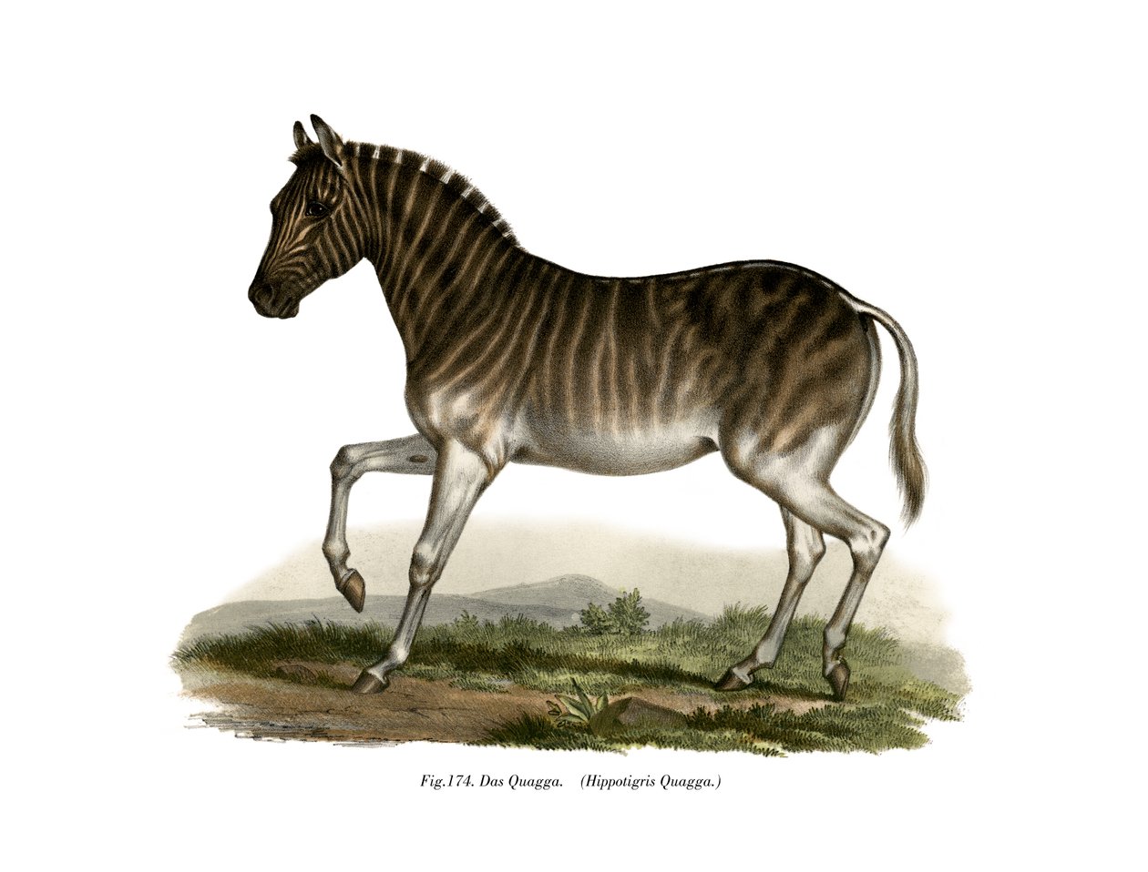 Quagga, 1860 de German School