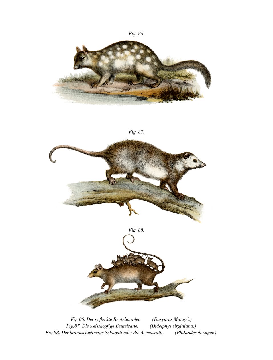 Quoll, 1860 de German School
